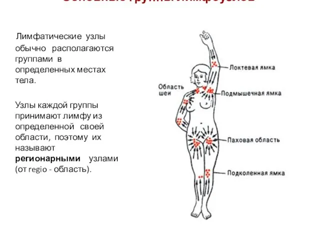 Основные группы лимфоузлов Лимфатические узлы обычно располагаются группами в определенных местах