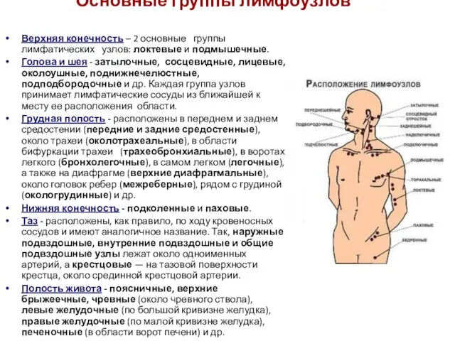 Основные группы лимфоузлов Верхняя конечность – 2 основные группы лимфатических узлов: