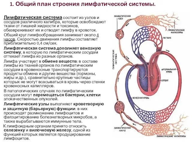 1. Общий план строения лимфатической системы. Лимфатическая система состоит из узлов