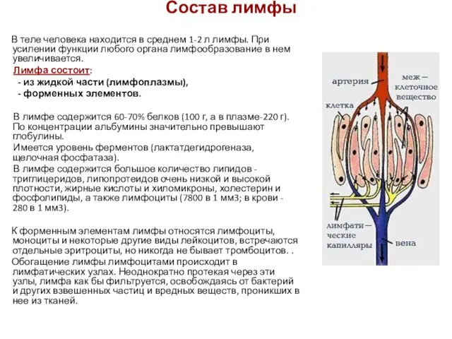 Состав лимфы В теле человека находится в среднем 1-2 л лимфы.