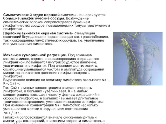 8. Регуляция системы лимфообращения Симпатический отдел нервной системы - иннервируются большие