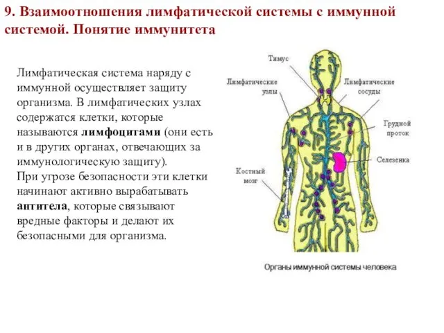9. Взаимоотношения лимфатической системы с иммунной системой. Понятие иммунитета Лимфатическая система