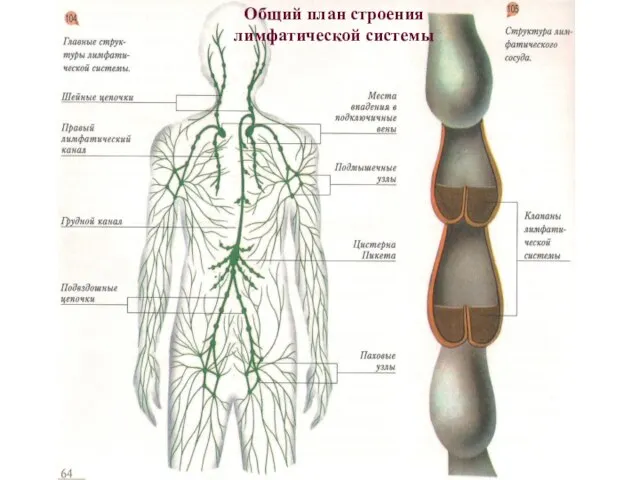 Общий план строения лимфатической системы