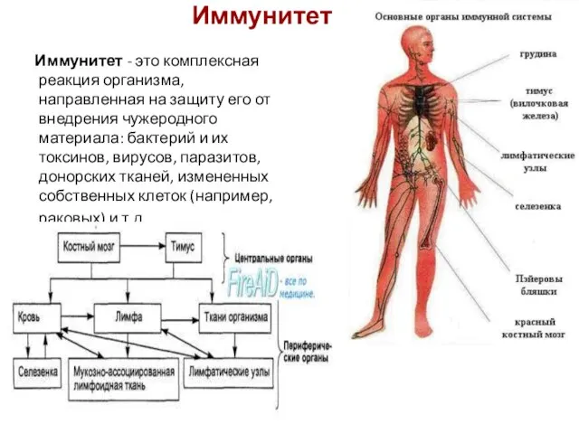 Иммунитет Иммунитет - это комплексная реакция организма, направленная на защиту его