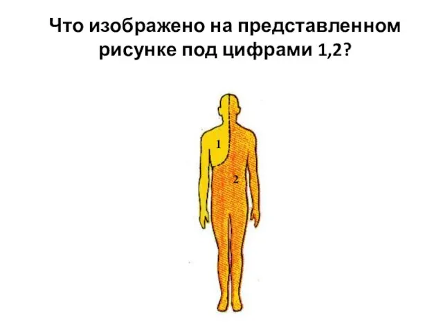 Что изображено на представленном рисунке под цифрами 1,2? 1 2