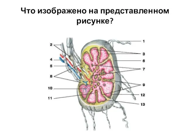 Что изображено на представленном рисунке?