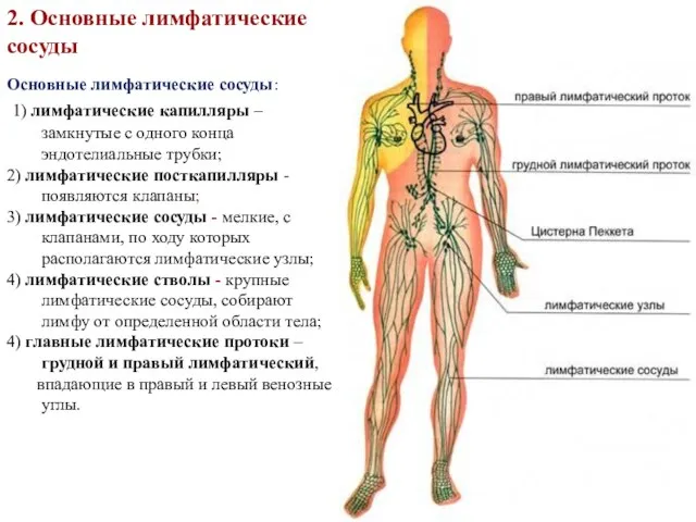 Основные лимфатические сосуды: 1) лимфатические капилляры – замкнутые с одного конца