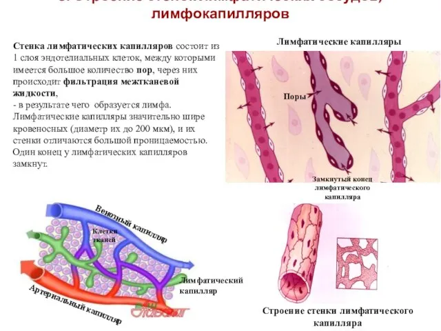 3. Строение стенок лимфатических сосудов, лимфокапилляров Стенка лимфатических капилляров состоит из