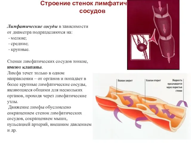 Строение стенок лимфатических сосудов Лимфатические сосуды в зависимости от диаметра подразделяются