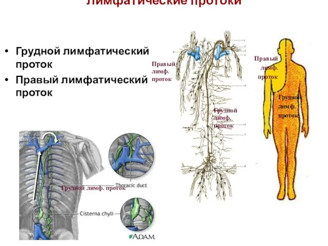 Лимфатические протоки Грудной лимфатический проток Правый лимфатический проток Грудной лимф. проток