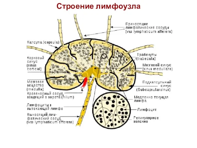 Строение лимфоузла