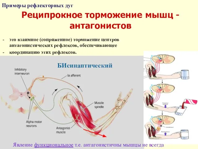 Реципрокное торможение мышц - антагонистов Примеры рефлекторных дуг БИсинаптический это взаимное