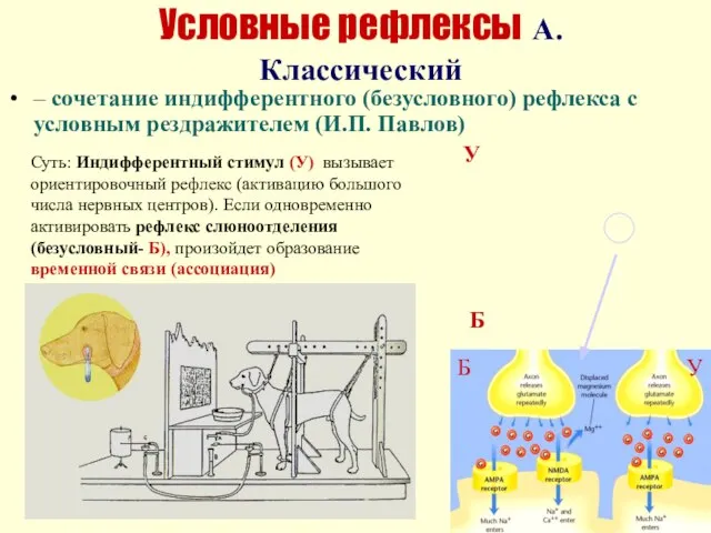 Условные рефлексы А.Классический – сочетание индифферентного (безусловного) рефлекса с условным рездражителем