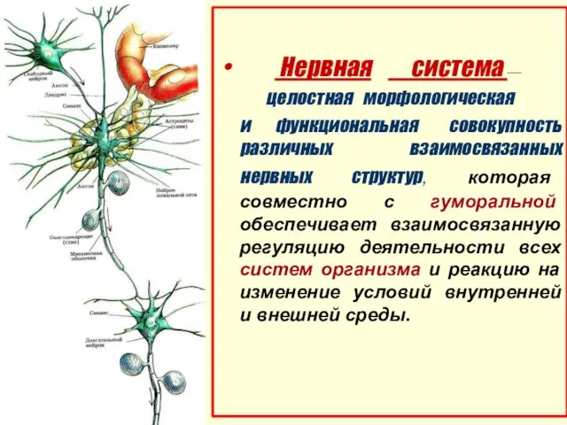 Нервная сиcтема — целостная морфологическая и функциональная совокупность различных взаимосвязанных нервных