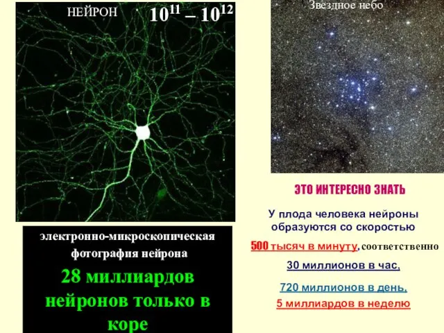 электронно-микроскопическая фотография нейрона 28 миллиардов нейронов только в коре У плода