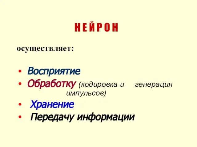 Н Е Й Р О Н осуществляет: Восприятие Обработку (кодировка и генерация импульсов) Хранение Передачу информации