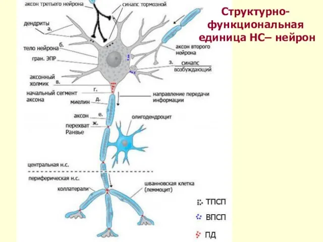 Структурно-функциональная единица НС– нейрон