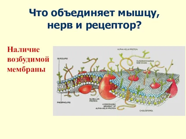 Что объединяет мышцу, нерв и рецептор? Наличие возбудимой мембраны