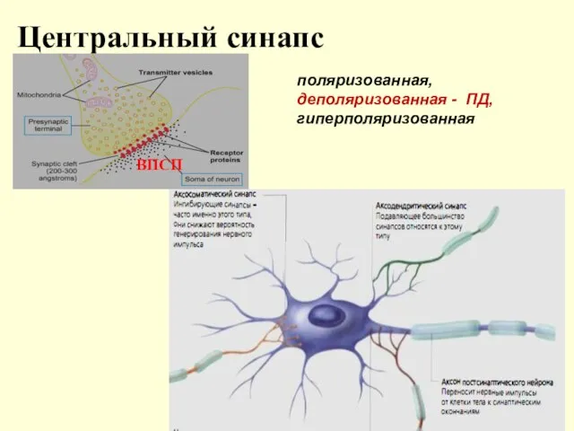 Центральный синапс ВПСП поляризованная, деполяризованная - ПД, гиперполяризованная