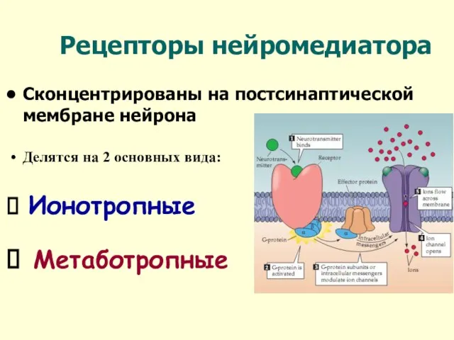 Рецепторы нейромедиатора Сконцентрированы на постсинаптической мембране нейрона Делятся на 2 основных вида: Ионотропные Метаботропные