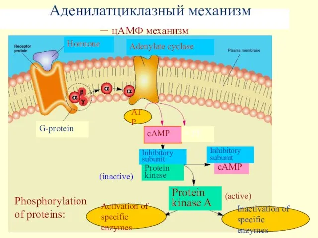 Аденилатциклазный механизм – цAMФ механизм ATP cAMP + PPi cAMP (inactive)