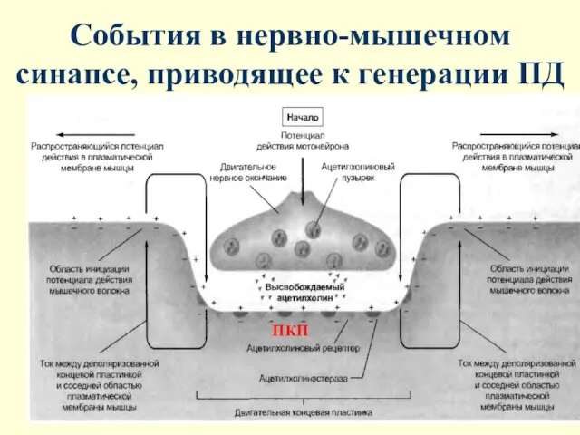 События в нервно-мышечном синапсе, приводящее к генерации ПД ПКП