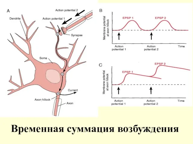 Временная суммация возбуждения