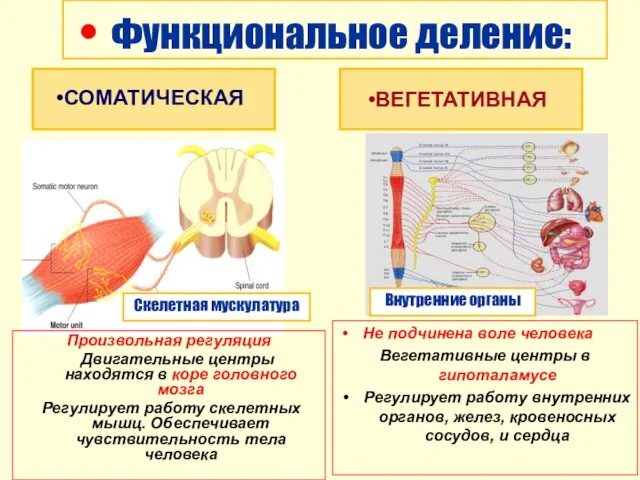 Функциональное деление: СОМАТИЧЕСКАЯ Скелетная мускулатура Внутренние органы Произвольная регуляция Двигательные центры