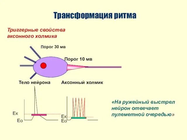 Трансформация ритма Триггерные свойства аксонного холмика «На ружейный выстрел нейрон отвечает пулеметной очередью»