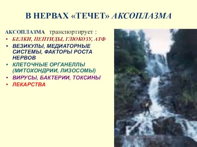 В НЕРВАХ «ТЕЧЕТ» АКСОПЛАЗМА АКСОПЛАЗМА транспортирует : БЕЛКИ, ПЕПТИДЫ, ГЛЮКОЗУ, АТФ