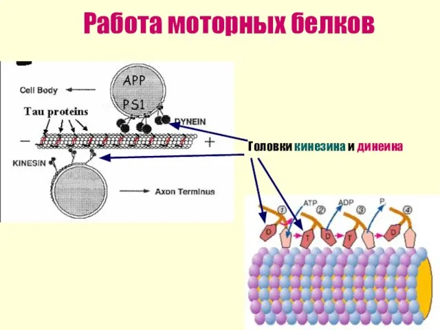 Работа моторных белков Головки кинезина и динеина