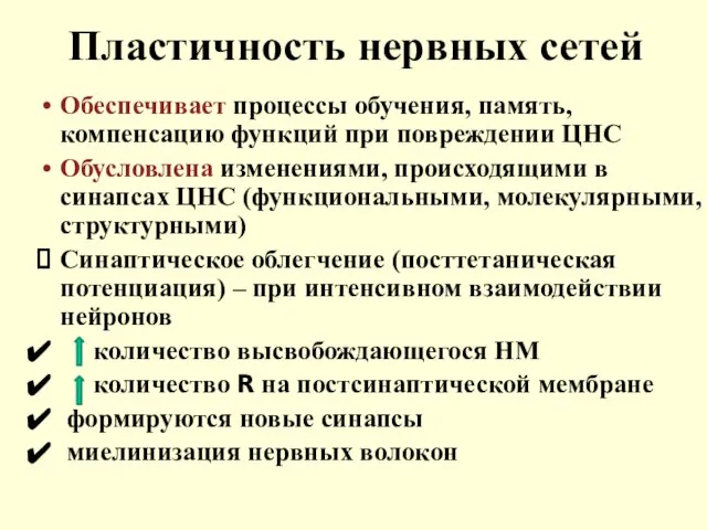 Пластичность нервных сетей Обеспечивает процессы обучения, память, компенсацию функций при повреждении