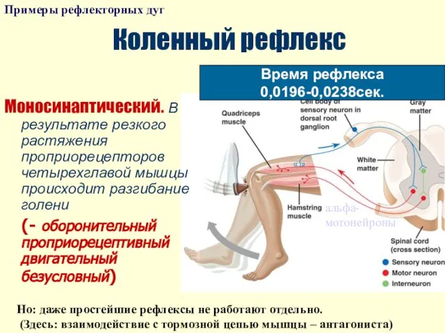 Коленный рефлекс Моносинаптический. В результате резкого растяжения проприорецепторов четырехглавой мышцы происходит