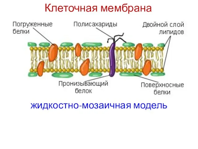 Клеточная мембрана жидкостно-мозаичная модель