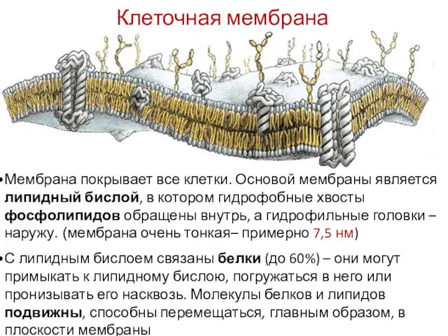 Мембрана покрывает все клетки. Основой мембраны является липидный бислой, в котором