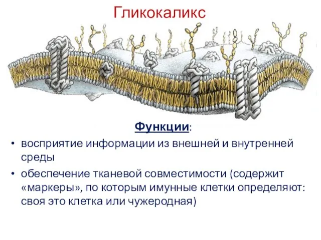 Гликокаликс Функции: восприятие информации из внешней и внутренней среды обеспечение тканевой