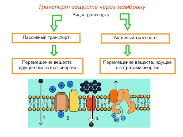 Виды транспорта Пассивный транспорт Активный транспорт Перемещение веществ, идущее без затрат