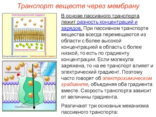 В основе пассивного транспорта лежит разность концентраций и зарядов. При пассивном