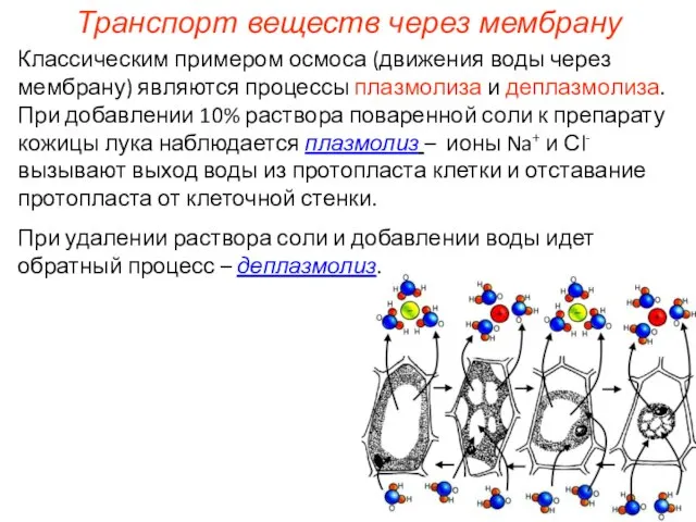 Классическим примером осмоса (движения воды через мембрану) являются процессы плазмолиза и