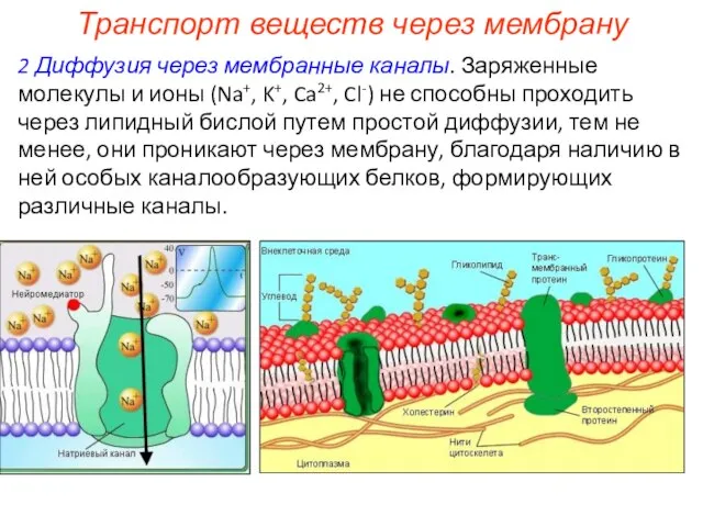 2 Диффузия через мембранные каналы. Заряженные молекулы и ионы (Na+, K+,