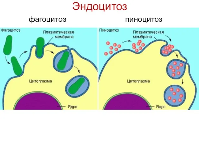 Эндоцитоз фагоцитоз пиноцитоз