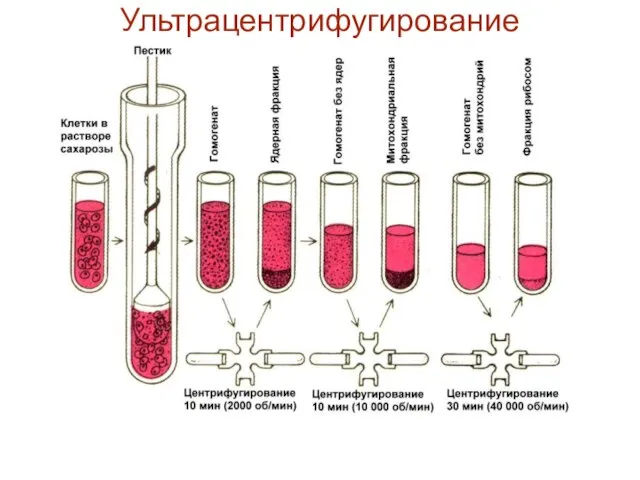 Ультрацентрифугирование