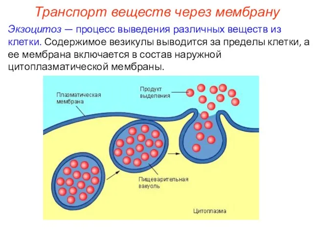 Транспорт веществ через мембрану Экзоцитоз — процесс выведения различных веществ из