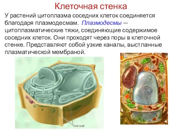 У растений цитоплазма соседних клеток соединяется благодаря плазмодесмам. Плазмодесмы — цитоплазматические