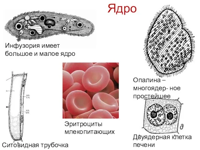 Ядро Инфузория имеет большое и малое ядро Опалина – многоядер- ное