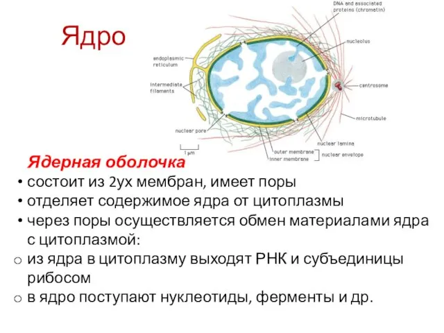 Ядерная оболочка состоит из 2ух мембран, имеет поры отделяет содержимое ядра