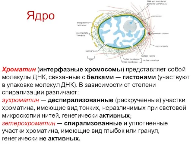 Хроматин (интерфазные хромосомы) представляет собой молекулы ДНК, связанные с белками —