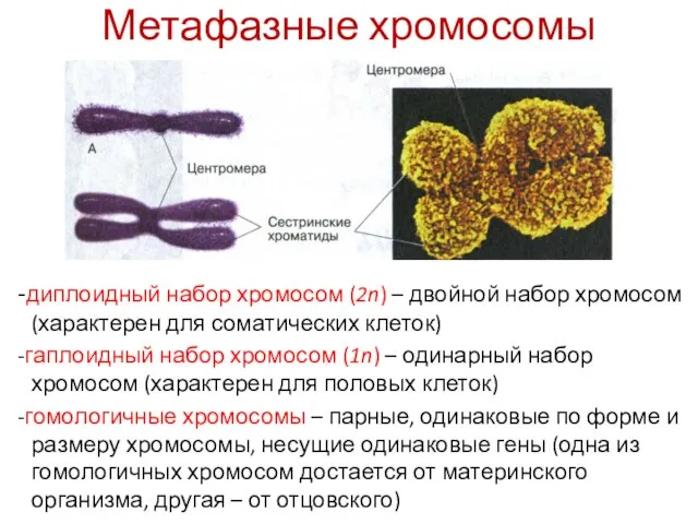 Метафазные хромосомы -диплоидный набор хромосом (2n) – двойной набор хромосом (характерен