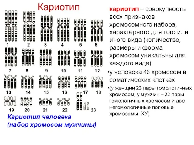 Кариотип кариотип – совокупность всех признаков хромосомного набора, характерного для того