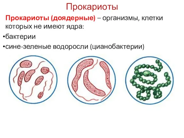 Прокариоты Прокариоты (доядерные) – организмы, клетки которых не имеют ядра: бактерии сине-зеленые водоросли (цианобактерии)